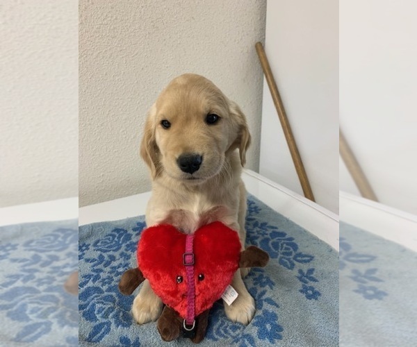 Medium Photo #1 Golden Retriever Puppy For Sale in HILBERT, WI, USA