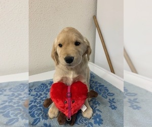 Golden Retriever Puppy for sale in HILBERT, WI, USA