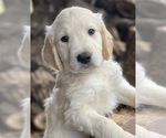 Small Photo #2 Goldendoodle Puppy For Sale in MORGANTOWN, IN, USA