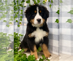 Bernese Mountain Dog Puppy for sale in MARIETTA, GA, USA