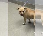 Small American Pit Bull Terrier Mix