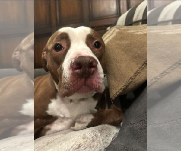 Medium Photo #2 American Pit Bull Terrier-Unknown Mix Puppy For Sale in Chandler, AZ, USA