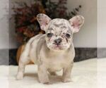 Small #3 French Bulldog