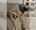 Small #11 Chihuahua Mix