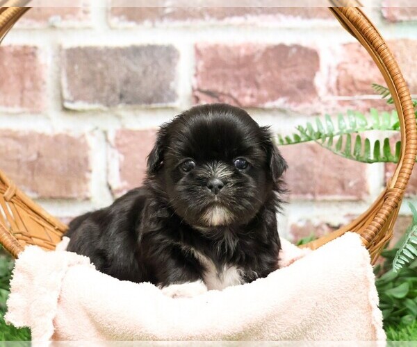 Medium Photo #8 Shih Tzu Puppy For Sale in SYRACUSE, IN, USA
