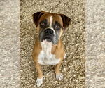 Small Boxer