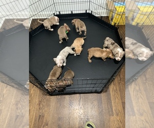 American Bully Puppy for sale in KANSAS CITY, KS, USA