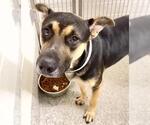 CLANCY - Male German Shepherd Dog Dog for Adoption - Small photo