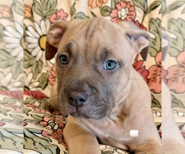 Medium Photo #1 Muscle Mastiff Puppy For Sale in Pompano Beach , FL, USA