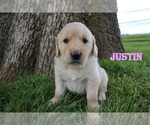 Small Photo #6 Golden Retriever Puppy For Sale in LA RUSSELL, MO, USA