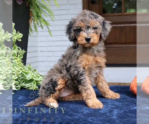 Medium Photo #3 Bernedoodle (Miniature) Puppy For Sale in NARVON, PA, USA