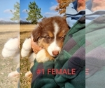 Small Photo #3 Australian Shepherd Puppy For Sale in CLARKSVILLE, TX, USA