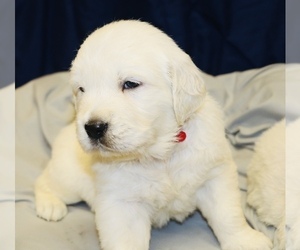 English Cream Golden Retriever Puppy for sale in LOUISBURG, NC, USA