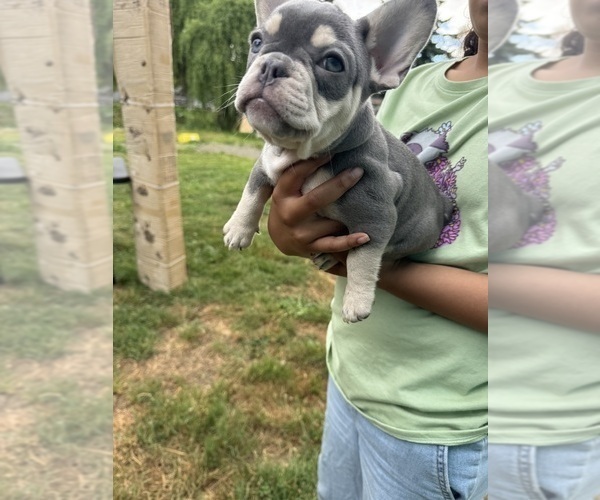 Medium Photo #17 French Bulldog Puppy For Sale in KENT, WA, USA