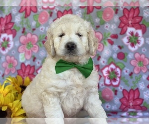 Goldendoodle Puppy for sale in LANCASTER, PA, USA