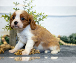 Small Photo #9 Cavalier King Charles Spaniel Puppy For Sale in GOSHEN, IN, USA