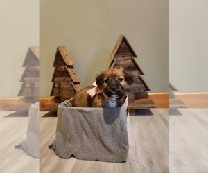 Mutt Dogs for adoption in Clinton , MI, USA