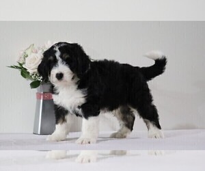 Bernedoodle Puppy for sale in FREDERICKSBG, OH, USA