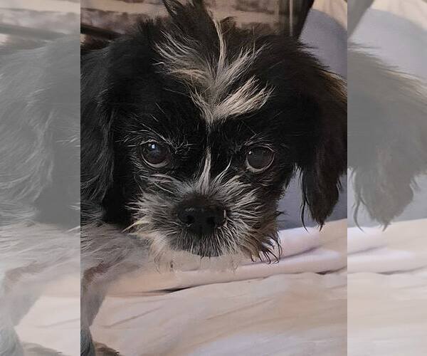 Medium Photo #2 Shih Tzu Puppy For Sale in Gulfport, MI, USA