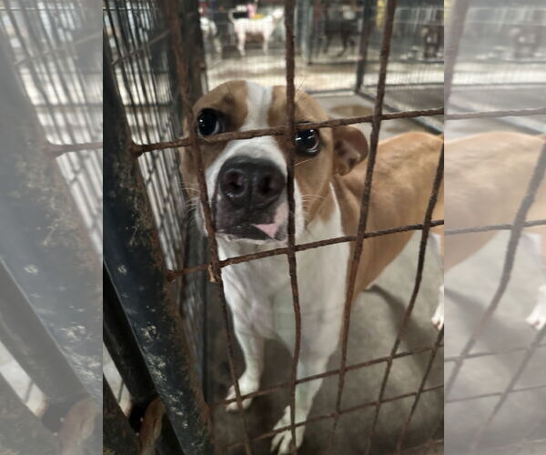 Medium Photo #1 Mutt Puppy For Sale in Jackson, MS, USA