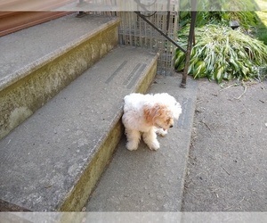 Cavapoo Puppy for sale in LAGRANGE, OH, USA