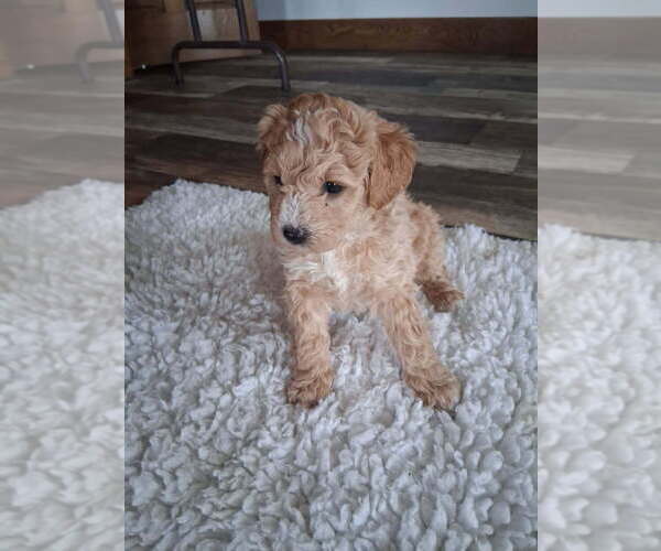 Medium Photo #2 Goldendoodle mix (+ Poodle Miniature) Puppy For Sale in DURHAM, CT, USA