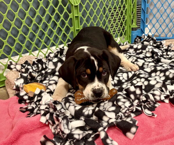 Medium Photo #2 Mutt Puppy For Sale in Springdale, PA, USA