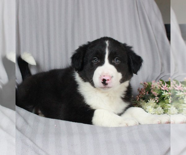 Medium Photo #2 Border Collie Puppy For Sale in HONEY BROOK, PA, USA