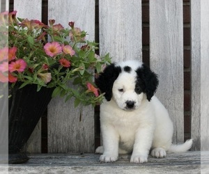 Bernedoodle (Miniature) Puppy for sale in FREDERICKSBURG, OH, USA