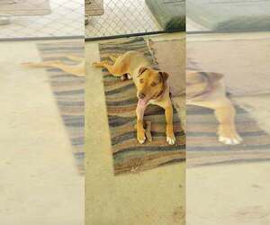 Labrador Retriever-Unknown Mix Dogs for adoption in FRAMINGHAM, MA, USA