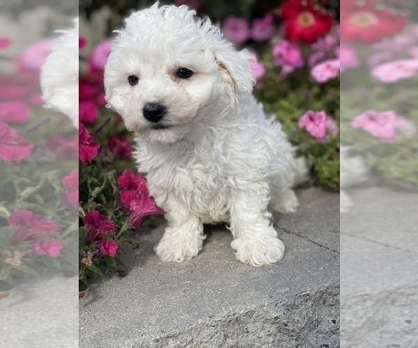 Medium Photo #3 Bichon Frise Puppy For Sale in CANOGA, NY, USA