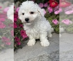 Small #2 Bichon Frise