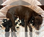 Small Photo #1 German Shorthaired Pointer Puppy For Sale in HARRIETTA, MI, USA