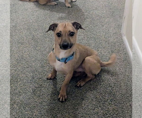 Medium Photo #11 Chihuahua Puppy For Sale in Oakhurst, NJ, USA