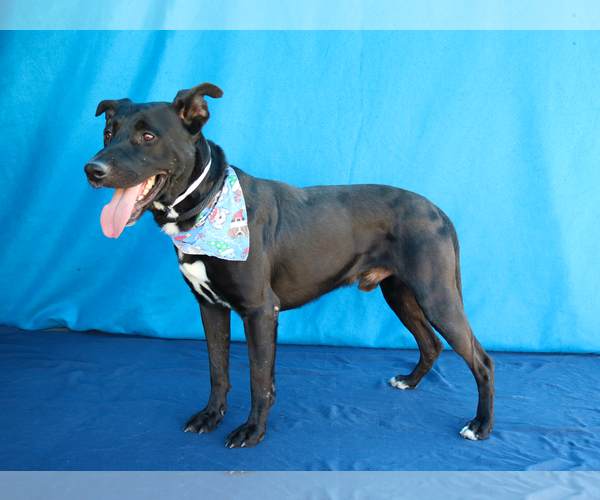 Medium Photo #1 Labrador Retriever Puppy For Sale in Pasadena, CA, USA