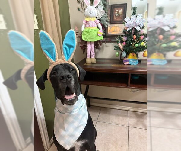 Medium Photo #7 Great Dane Puppy For Sale in Bullard, TX, USA