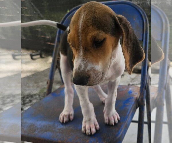Medium Photo #2 Coonhound Puppy For Sale in Tracy City, TN, USA