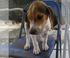Mackerel - Male Coonhound Dog for Adoption - Photo #2