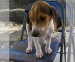 Small Photo #2 Coonhound Puppy For Sale in Tracy City, TN, USA