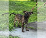 Small #13 Mutt