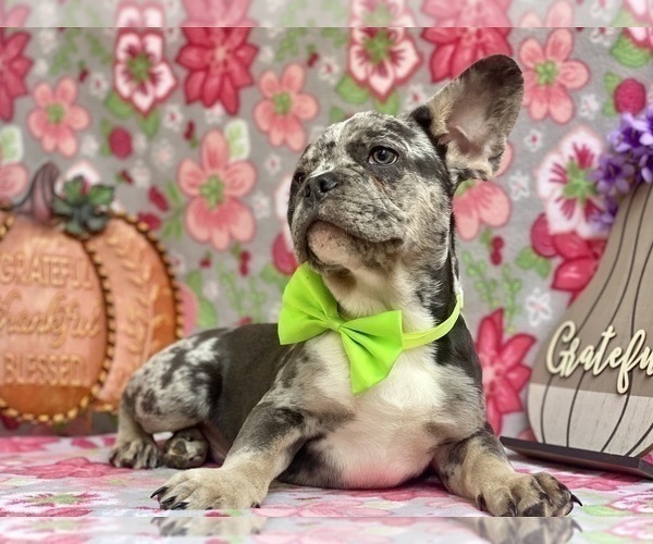 Full screen Photo #3 French Bulldog Puppy For Sale in LANCASTER, PA, USA
