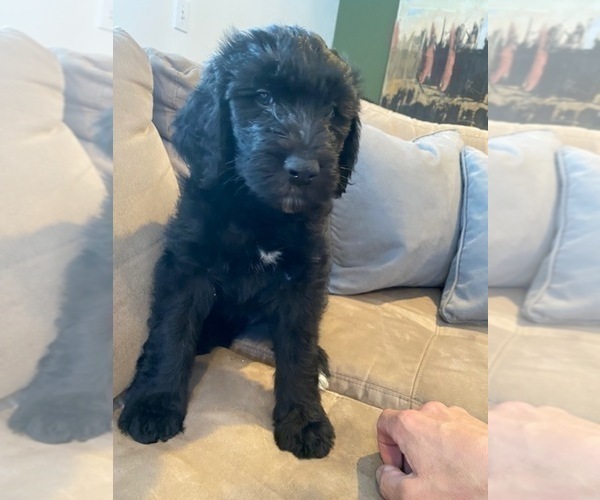 Medium Photo #1 Bernedoodle-Schnoodle (Giant) Mix Puppy For Sale in CONIFER, CO, USA