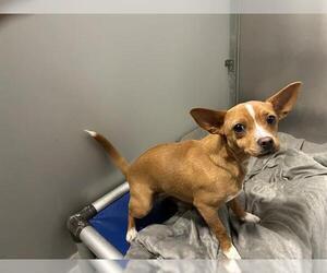 Chihuahua-Unknown Mix Dogs for adoption in Modesto, CA, USA