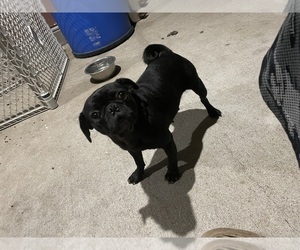 Pug Puppy for Sale in AUSTIN, Texas USA