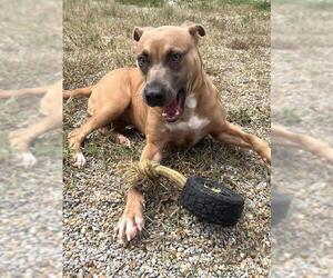 Mutt Dogs for adoption in Augusta, GA, USA