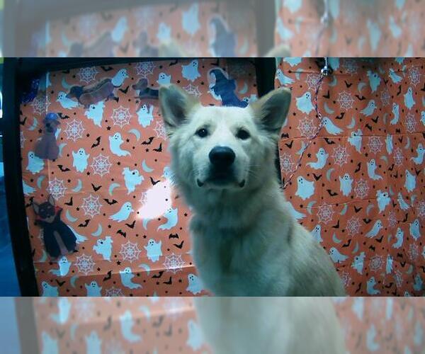 Medium Photo #1 German Shepherd Dog-Unknown Mix Puppy For Sale in Tulsa, OK, USA