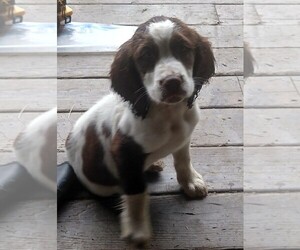 English Springer Spaniel Puppy for sale in BELFAST, NY, USA