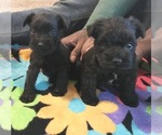 Small Photo #3 Schnauzer (Miniature) Puppy For Sale in SALEM, OR, USA