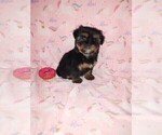 Small #3 Shih Tzu
