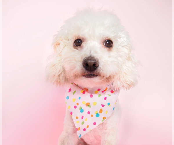 Medium Photo #3 Poochon Puppy For Sale in Phoenix, AZ, USA